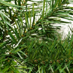 Northlight 9' X 14" Cashmere Mixed Pine Artificial Christmas Garland - Unlit 5 Northlight 9' X 14" Cashmere Mixed Pine Artificial Christmas Garland - Unlit -Winter Decor Store fosdeacgqrxwfsgwfvvonfi9mxs4rbrc 38383.1595941777