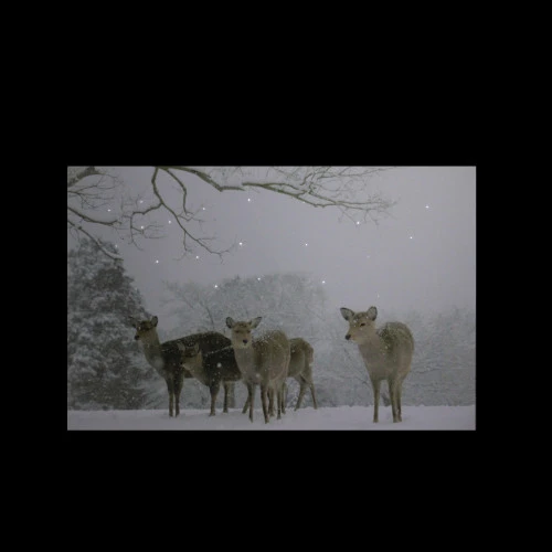 Northlight Small Fiber Optic Lighted Winter Woods With Deer Canvas Wall Art 12" X 11.75" 2 Northlight Small Fiber Optic Lighted Winter Woods With Deer Canvas Wall Art 12" X 11.75" - Image 2